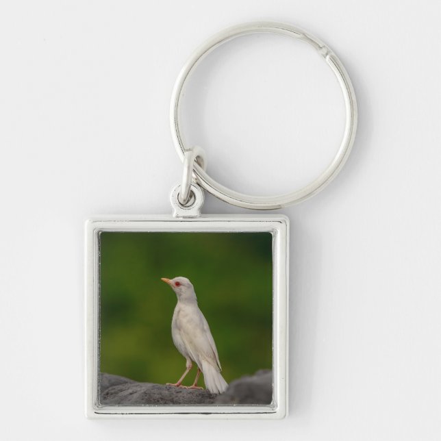 Chaveiro Albino Robin em Crown Point (Frente)