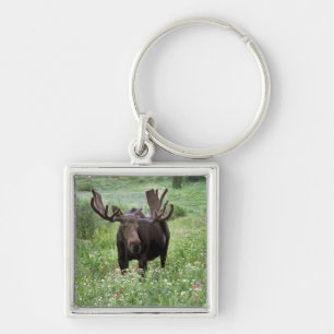 Chaveiro Alce macho Alces alces) em flores silvestres,