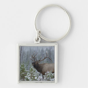 Chaveiro Alce macho na neve chamando, buglando, Yellowstone
