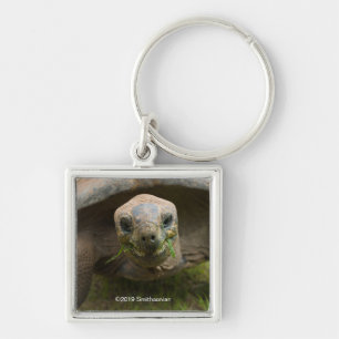 Chaveiro Aldabra Tortoise Feeding