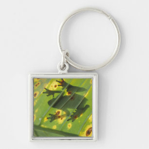 Chaveiro AMÉRICA CENTRAL, Costa Rica, sapo iluminado por tr