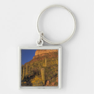 Chaveiro América do Norte, EUA, Arizona, Cacto de Órgão 2