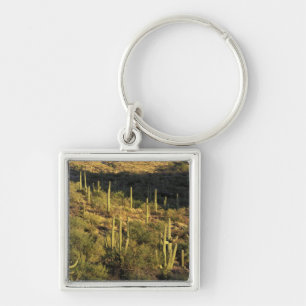 Chaveiro América do Norte, EUA, Arizona, Deserto de Sonora
