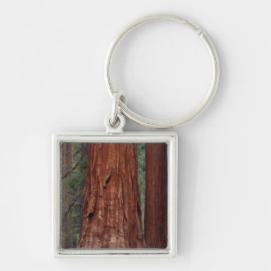 Chaveiro América do Norte, EUA, Califórnia, Yosemite NP, 2