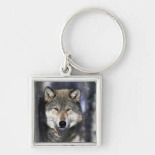 Chaveiro América do Norte, EUA, Minnesota. Lobo Canis