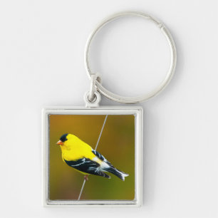 Chaveiro American Goldfinch - Fotografia original
