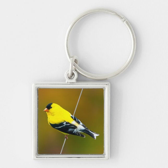 Chaveiro American Goldfinch - Fotografia original (Frente)