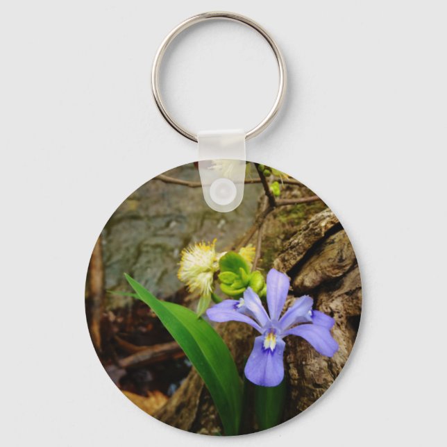 Chaveiro Anã-Caverna-Iris, flor branca púrpura azul-púrpura (Frente)