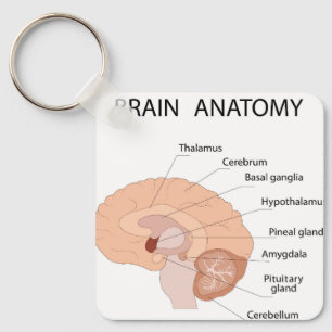 Chaveiro Anatomia cerebral