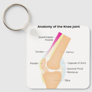 Chaveiro Anatomia do joelho