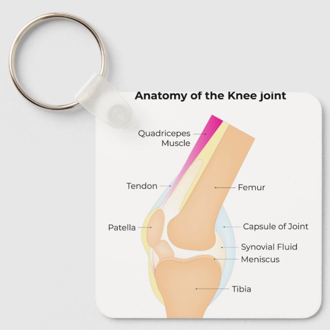Chaveiro Anatomia do joelho (Frente)