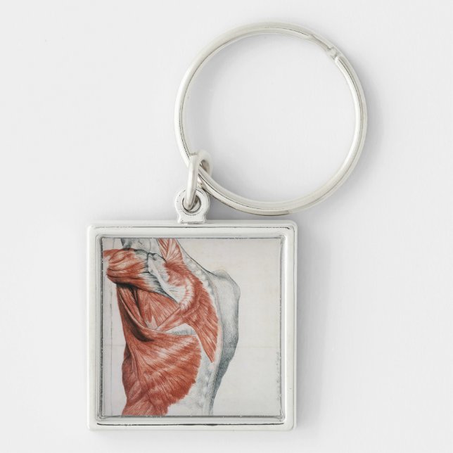 Chaveiro Anatomia humana; Músculos do torso e do ombro (Frente)