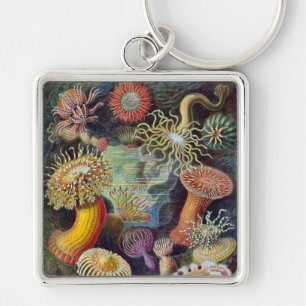 Chaveiro Anêmona-do-Mar Natureza Científica Oceano