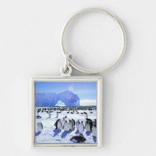 Chaveiro Antártica, Península Antártica, Mar de Weddell, 5
