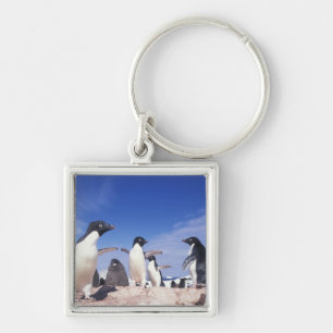 Chaveiro Antártica, Pinguim Adelie Pygoscelis