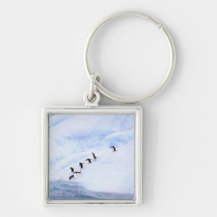 Chaveiro Antártida, Península Antártica. Pinguim-de-barbich