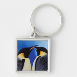 Chaveiro Antártida, Pinguins-imperadores