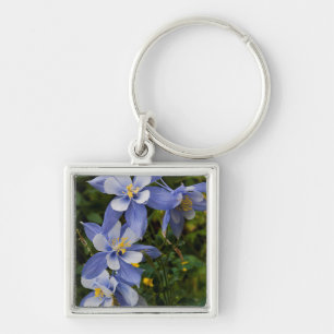 Chaveiro Aquilegia Azul do Colorado perto de Telluride Colo