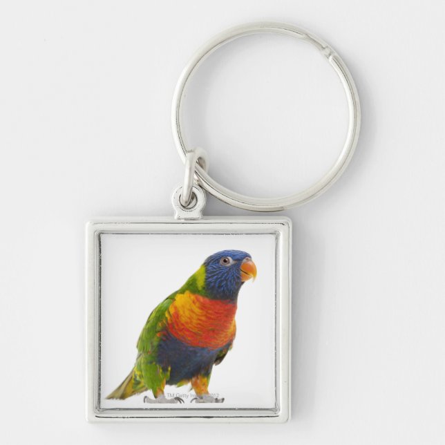 Chaveiro Arco-íris fêmea Lorikeet - Trichoglossus (Frente)