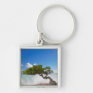 Chaveiro Árvore Divi Divi, Praia Eagle, Aruba, Caribe