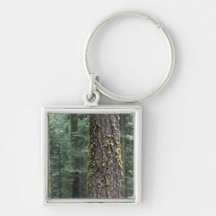 Chaveiro Árvores de sequóia gigante na floresta, Sequoia e