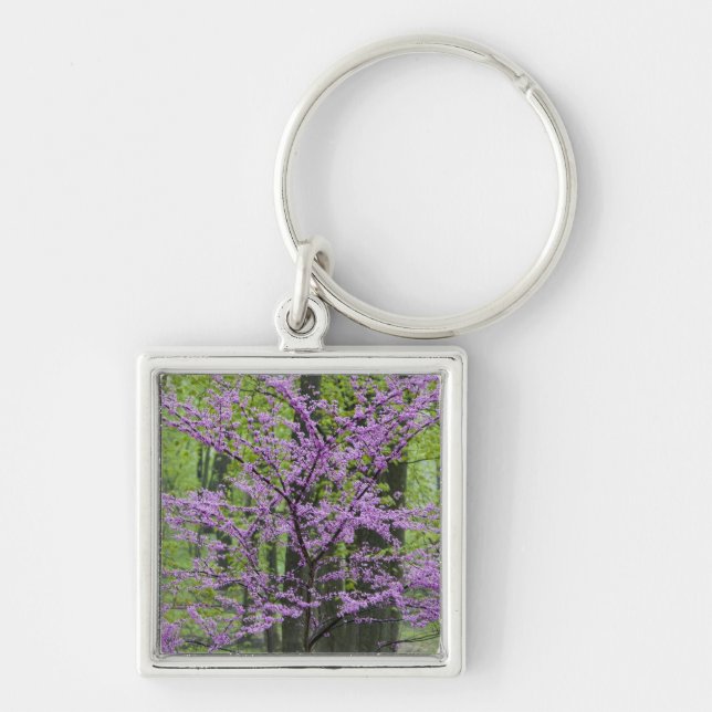 Chaveiro Árvores Redbud em plena floração de primavera pert (Frente)