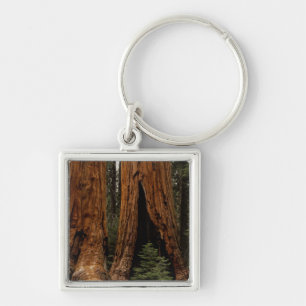 Chaveiro Árvores Redwood, Parque Nacional Sequoia.