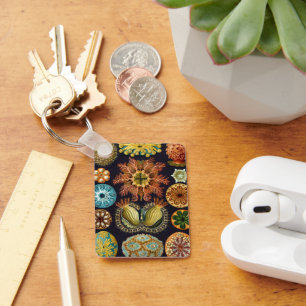 Chaveiro Ascidiae por Ernst Haeckel, Animais Marinhos Antig