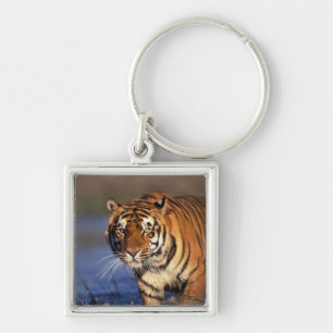 Chaveiro ÁSIA, Índia, Tigre-de-bengala (Panthera tigris)