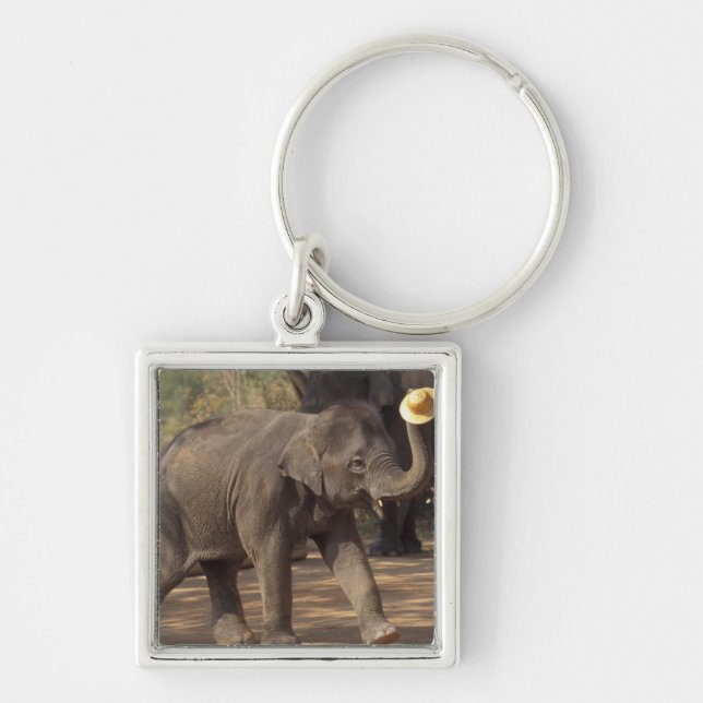 Chaveiro Ásia, Tailândia, Lampang Bears com chapéu - Tailan (Frente)