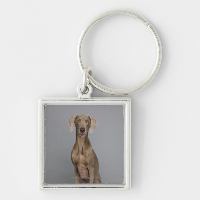 Chaveiro Assento de Weimaraner, tiro do estúdio (Frente)