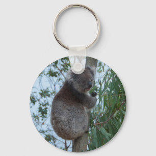 Chaveiro Austrália Kangaroo Island Koala em uma árvore