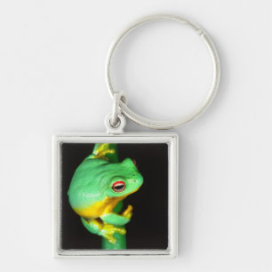 Chaveiro Australian Red Eye Treefrog, Litoria chloris,