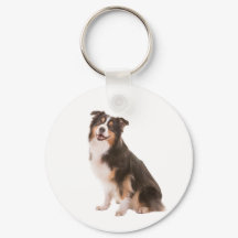 Australian Shepherd