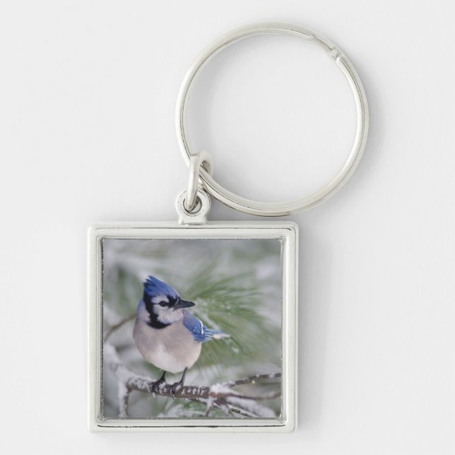 Chaveiro Azul Jay, Cyanocitta cristata (Frente)