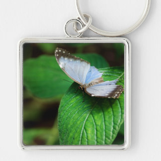 Chaveiro Azul Morpho 112