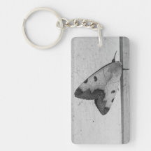 B&W - Ophiusa tirhaca, o tambor verde