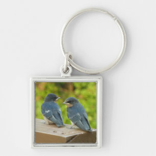 Chaveiro Baby Barn Swallow Nature Bird Fotografia