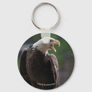 Chaveiro Bald Eagle Calling