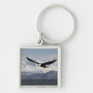 Chaveiro Bald Eagle em Voo, Haliaeetus leucocephalus,