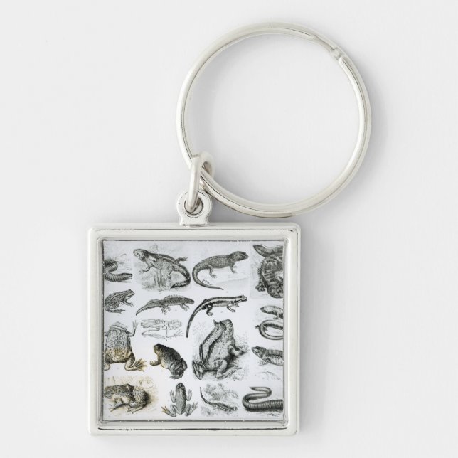 Chaveiro Batráquios e outros anfíbios (Frente)