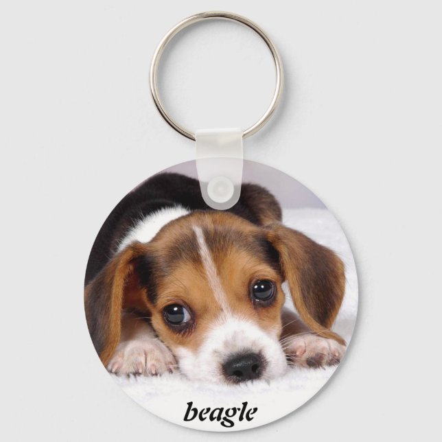 Chaveiro beagle-puppies-wallpaper-11.jpg, beagle (Frente)