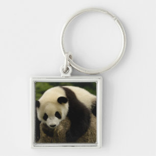 Chaveiro Bebê de panda gigante (Ailuropoda melanoleuca)