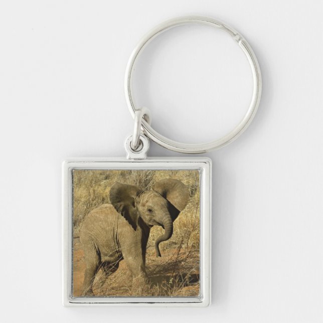 Chaveiro Bebê Elefante Africano, Loxodonta Africana, (Frente)