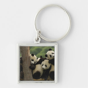 Chaveiro Bebês panda gigantes Ailuropoda melanoleuca) 4
