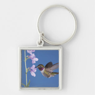 Chaveiro Beija-flor-de-cauda-larga, Selasphorus