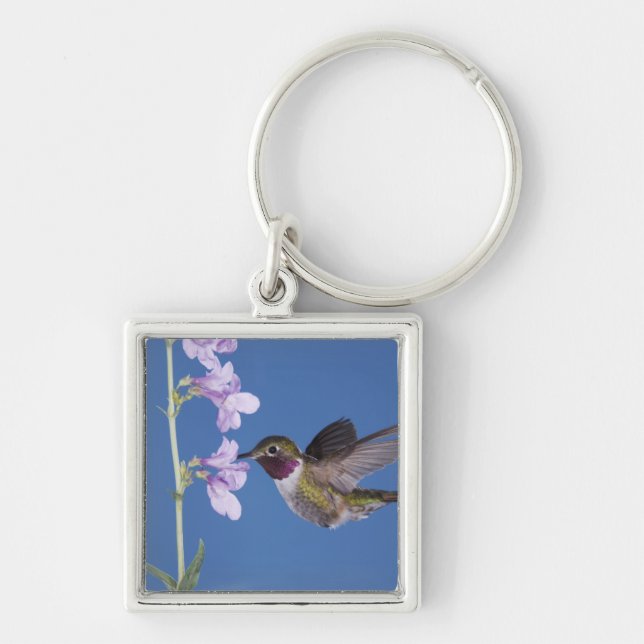 Chaveiro Beija-flor-de-cauda-larga, Selasphorus (Frente)