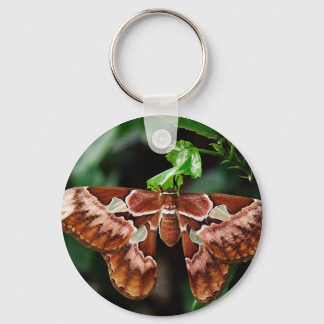 Chaveiro Belo Atlas Moth (Frente)