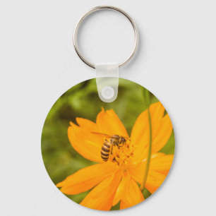 Chaveiro Besouro-pollinator em um Cosmos Sulfúreo