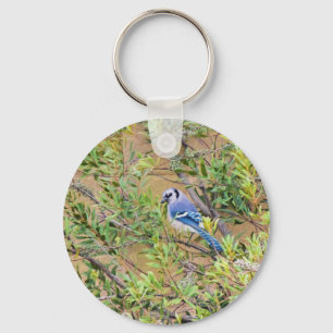 Chaveiro Blue Jay sobre Myrtle da Cera do Sul